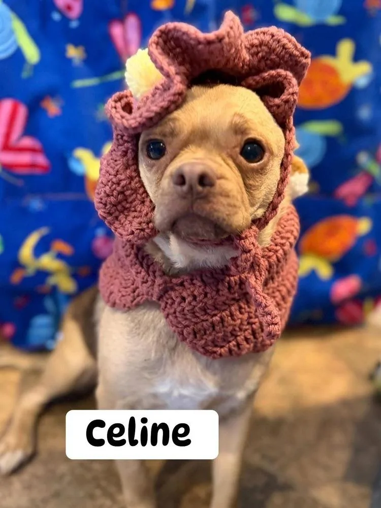 An adult small-sized female Yellow / Tan / Blond / Fawn Mixed Breed dog named Celine for adoption in Scranton, PA