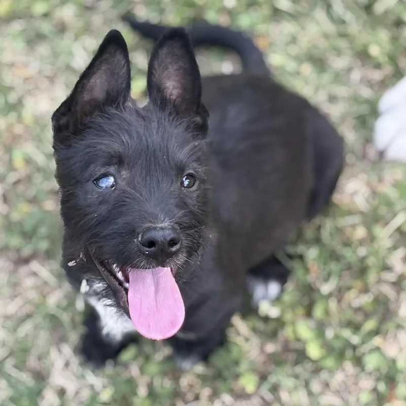 A baby small-sized female Black Terrier dog named Evie for adoption in Pelham, NH