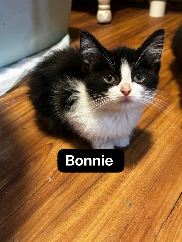 A baby medium-sized female Domestic Short Hair cat named Bonnie for adoption in Johnson City, TN