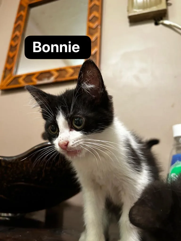 Bonnie thumbnail 2