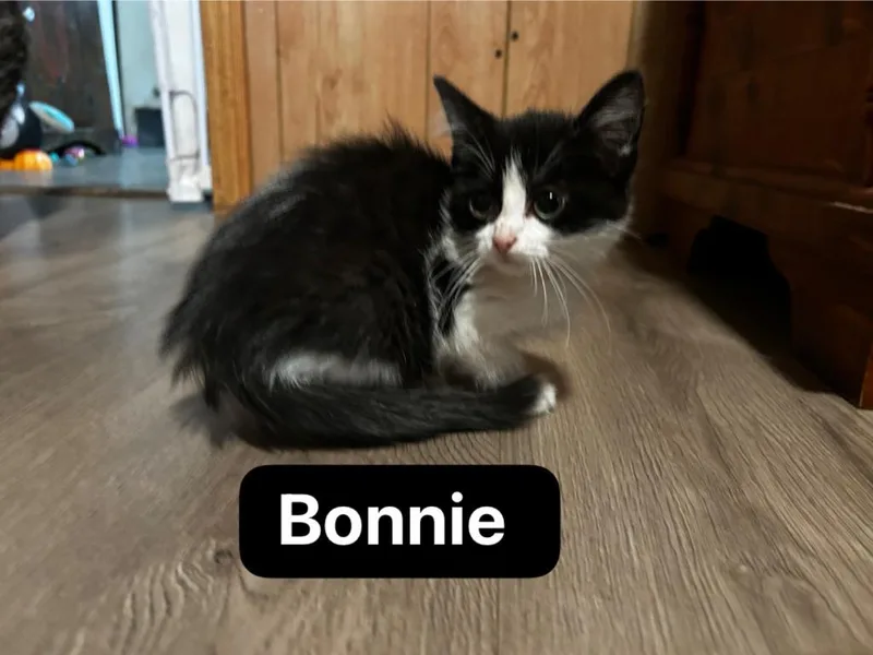 Bonnie thumbnail 5