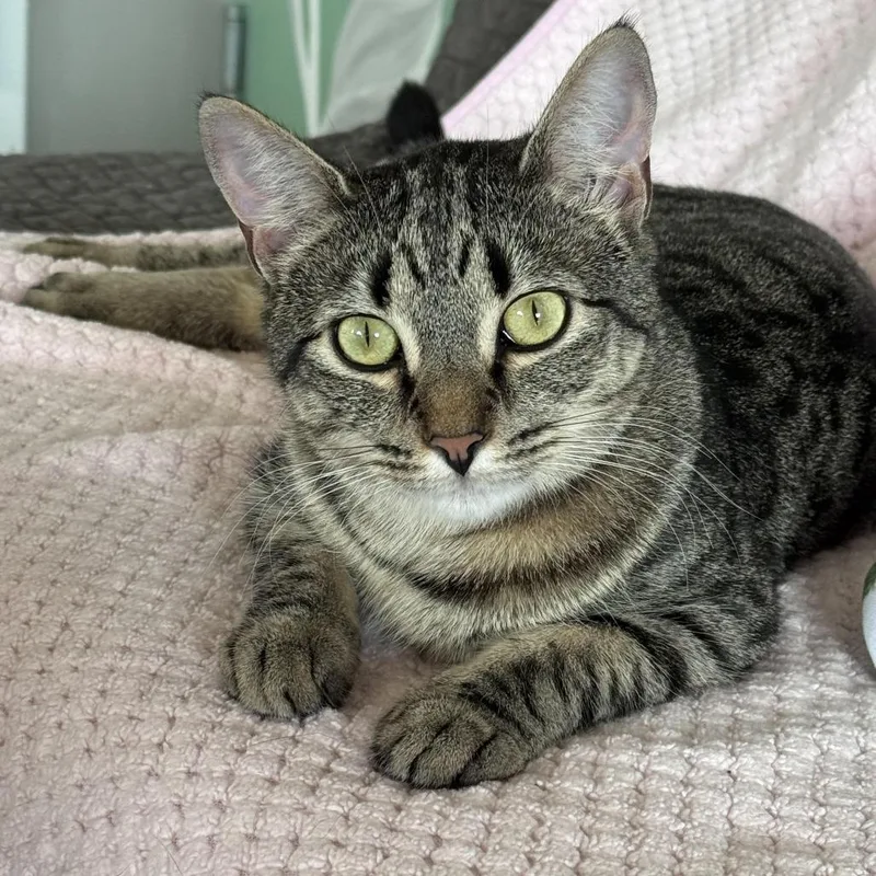 A young large-sized male Brown / Chocolate Domestic Medium Hair cat named Tommy for adoption in Chapel Hill, NC
