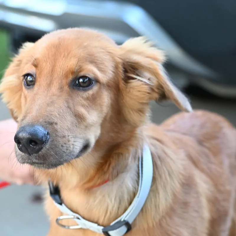A baby medium-sized male Golden Retriever dog named Michael for adoption in Kansas City, MO