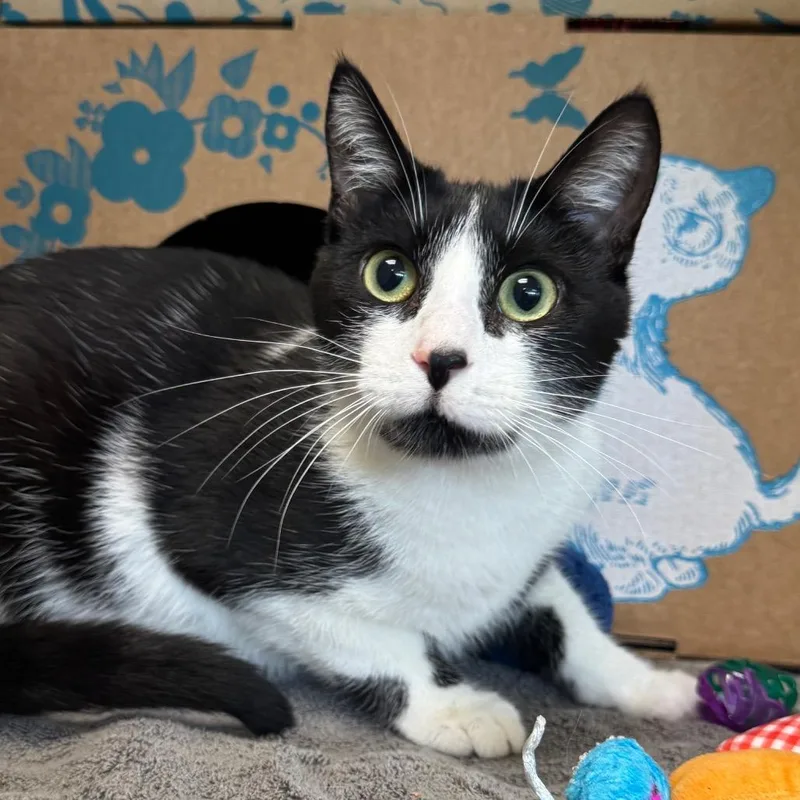 A young medium-sized male Black Domestic Short Hair cat named Sprout for adoption in West Olive, MI