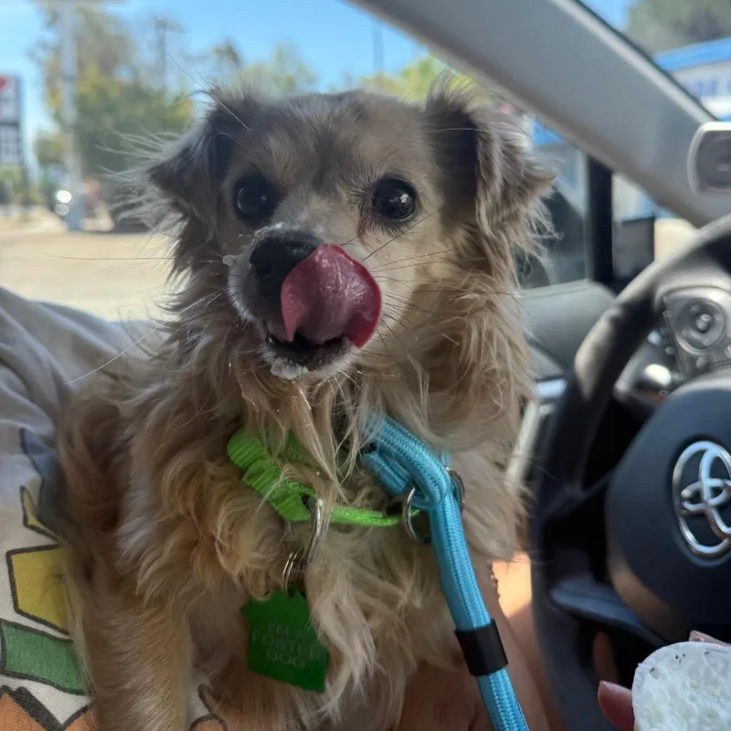An adult small-sized male Terrier dog named Branch for adoption in San Diego, CA