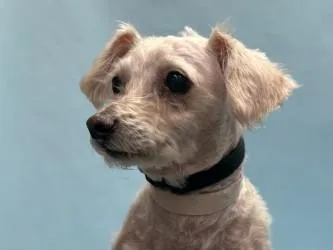A senior small-sized male Poodle dog named Benji for adoption in Golden Valley, MN