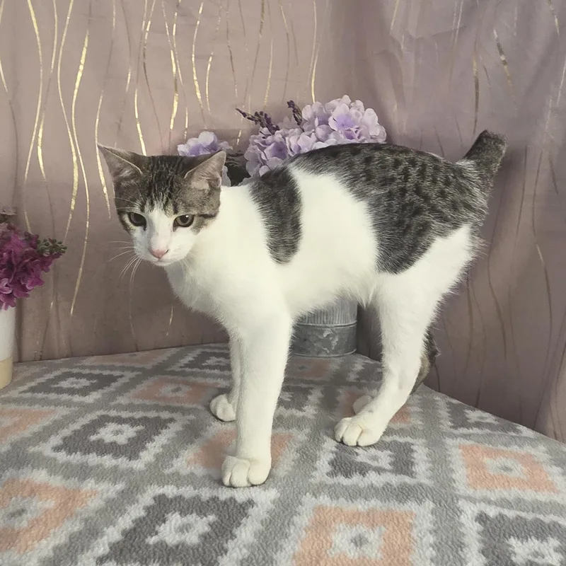 Chonkers thumbnail 3