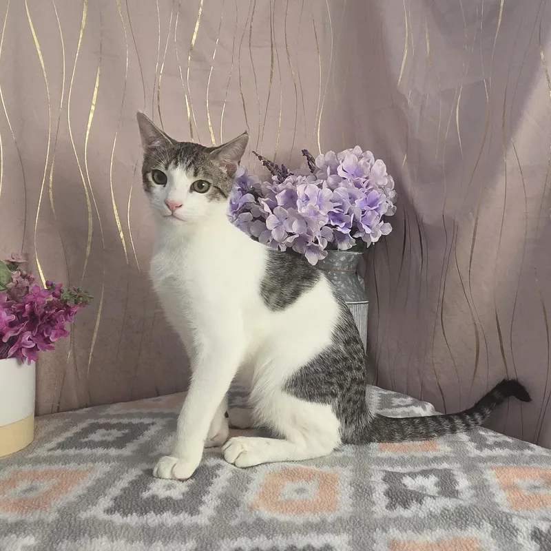Chonkers thumbnail 4