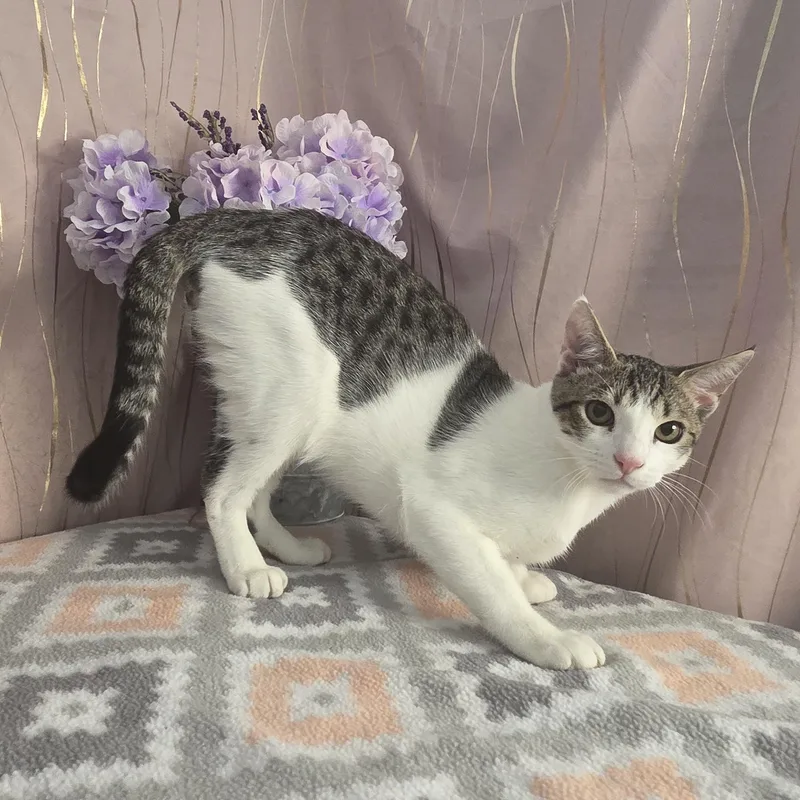 Chonkers thumbnail 5