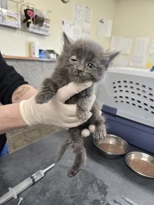 A baby small-sized male Domestic Medium Hair cat named Golem for adoption in Clarks Summit, PA