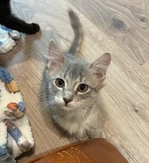 A baby medium-sized female Domestic Medium Hair cat named Hacksaw for adoption in Houston, TX