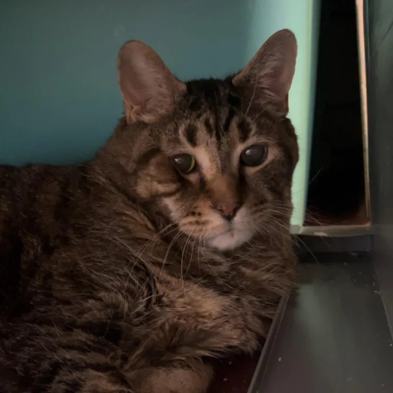 A senior small-sized male Gray / Blue / Silver American Shorthair cat named Maxamewlin for adoption in North Branford, CT