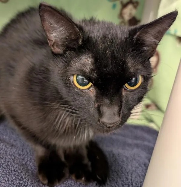 A young medium-sized female Domestic Short Hair cat named Ramona Quimby for adoption in San Diego, CA