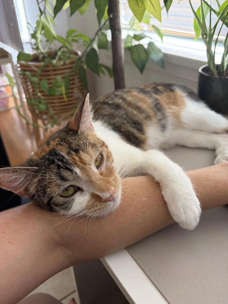 An adult small-sized female Domestic Short Hair cat named Hazel. for adoption in San Diego, CA