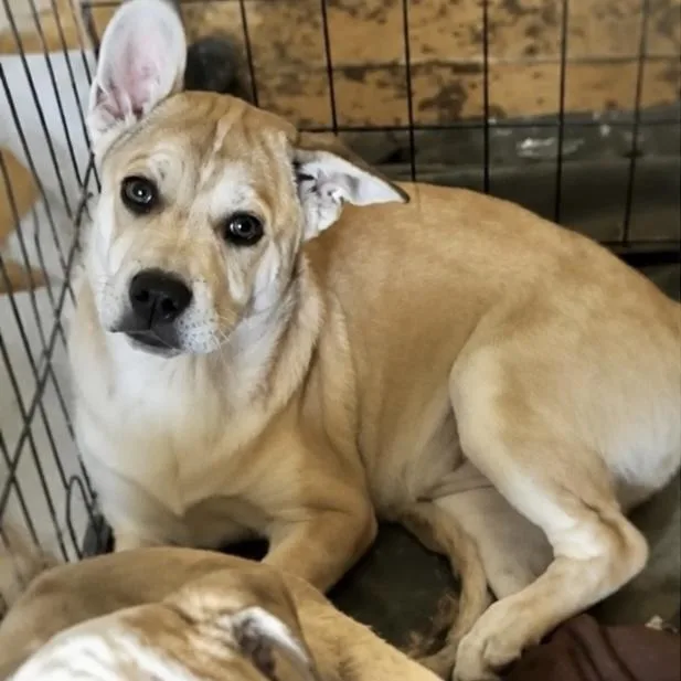A baby medium-sized female Mixed Breed dog named Sadie for adoption in Hillsborough, NJ
