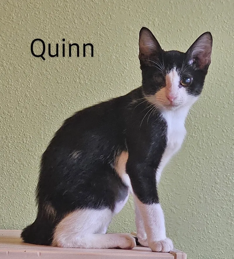 Quinn  North Conroe