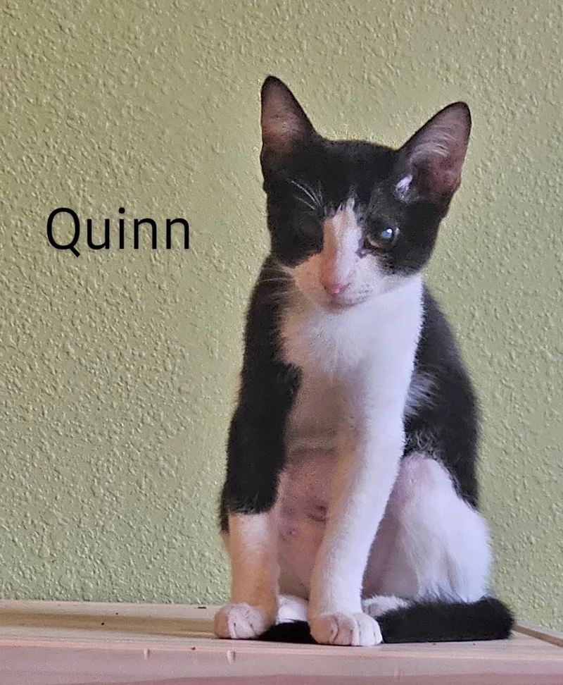Quinn  North Conroe thumbnail 2