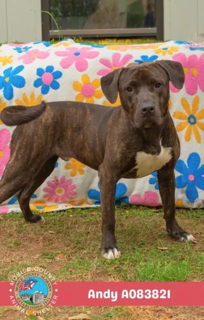 A young large-sized male Hound dog named Andy for adoption in Mobile, AL
