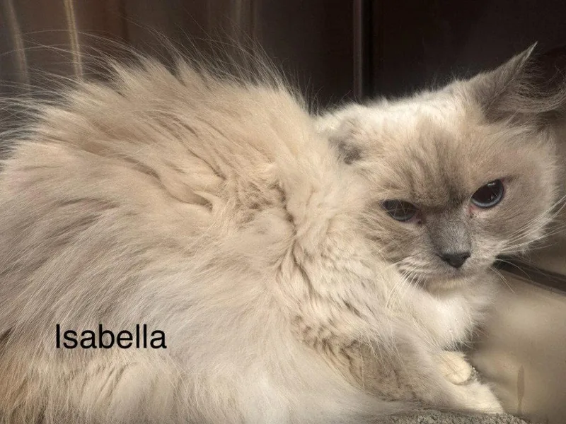 An adult small-sized female Ragdoll cat named Isabella for adoption in Saint George, UT
