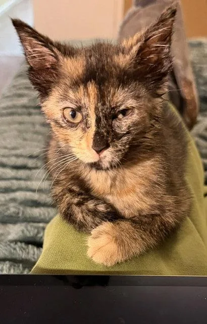 Honeynut