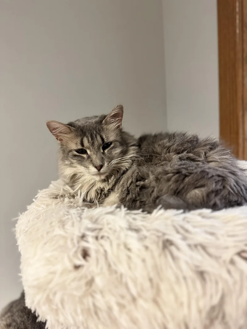 An adult medium-sized female Gray / Blue / Silver Domestic Long Hair cat named Frankie for adoption in Dodgeville, WI
