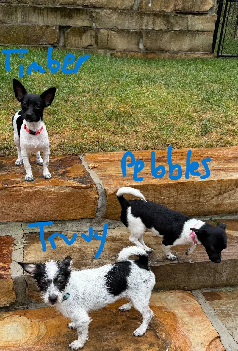 Pebbles thumbnail 2
