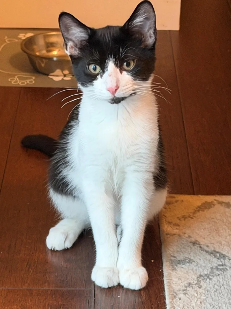 A baby medium-sized male Black & White / Tuxedo Domestic Short Hair cat named Aspen Page for adoption in Rochester, NY