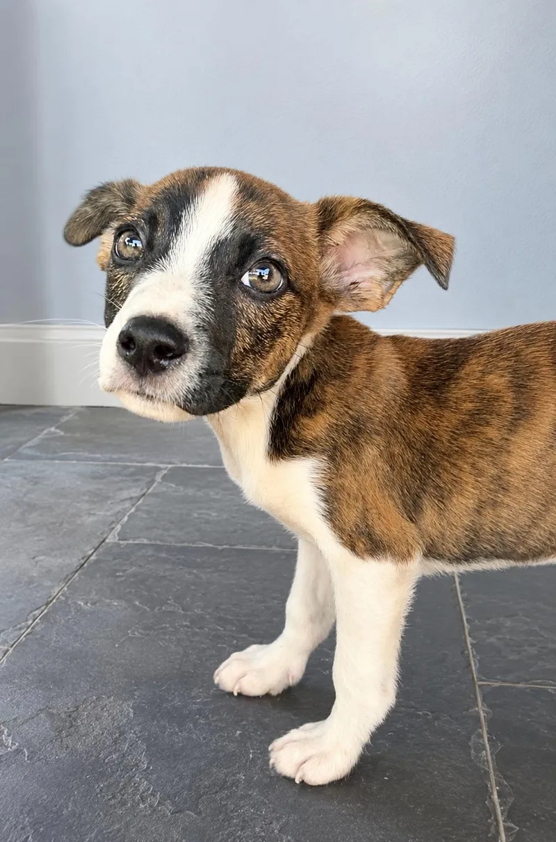A baby medium-sized male Brindle Australian Shepherd dog named Ruri for adoption in Pleasant Valley, NY