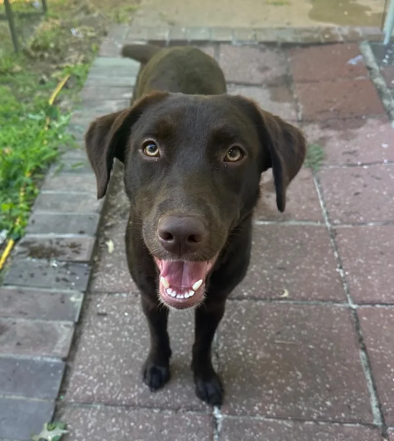 A baby medium-sized female Labrador Retriever dog named Renny for adoption in Columbia, IL