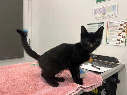 A baby small-sized male Black Domestic Short Hair cat named Combination Pizza Hut And for adoption in Kansas City, MO