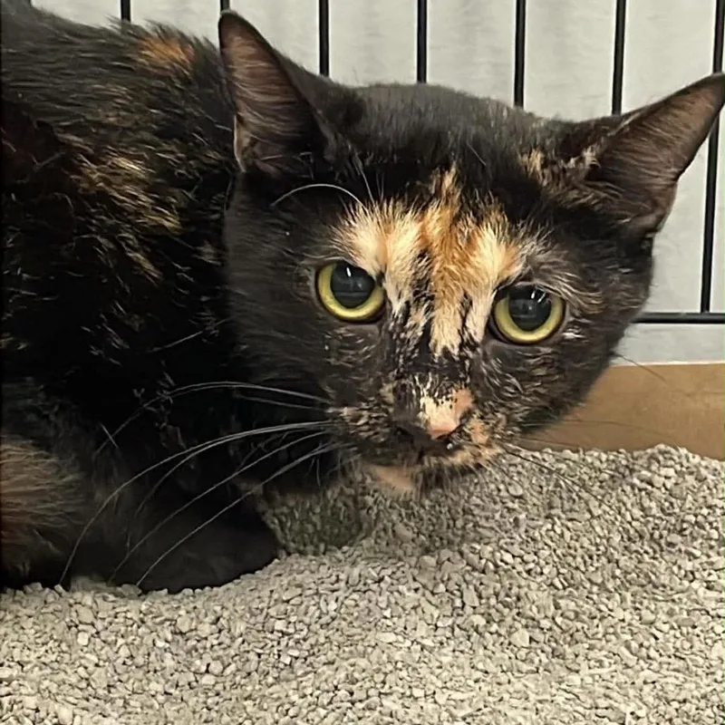 An adult small-sized female Orange / Red Domestic Short Hair cat named Cocoa for adoption in Inwood, WV
