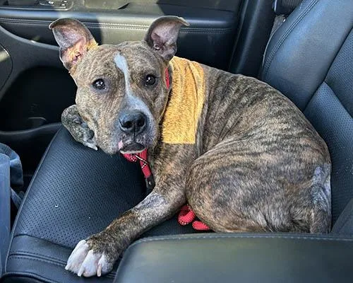 An adult medium-sized female Brindle Pit Bull Terrier dog named Cookie for adoption in Lake Wylie, SC
