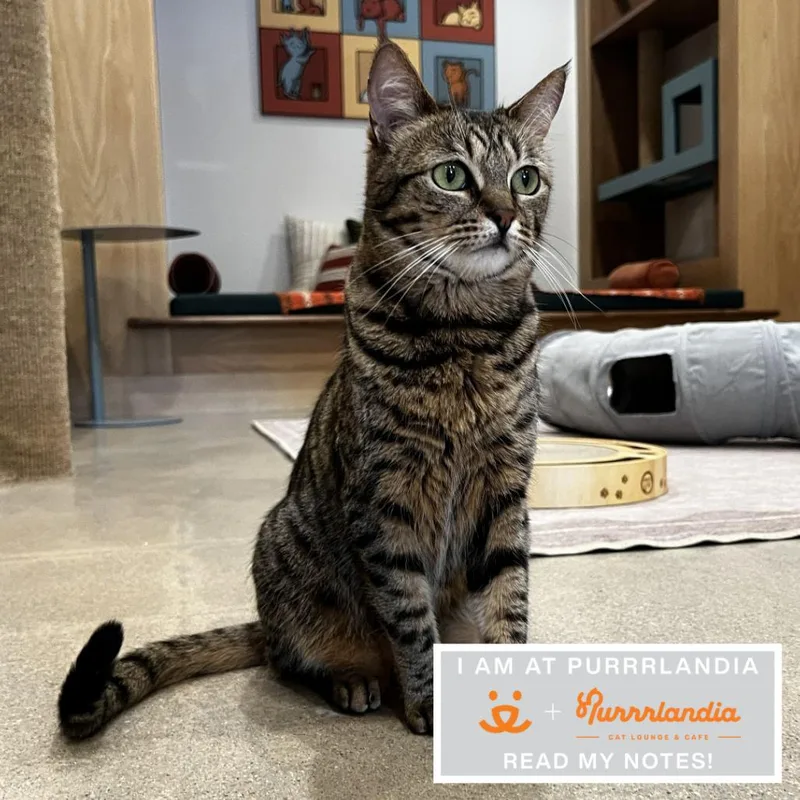 An adult medium-sized female Domestic Short Hair cat named Renga for adoption in Los Angeles, CA