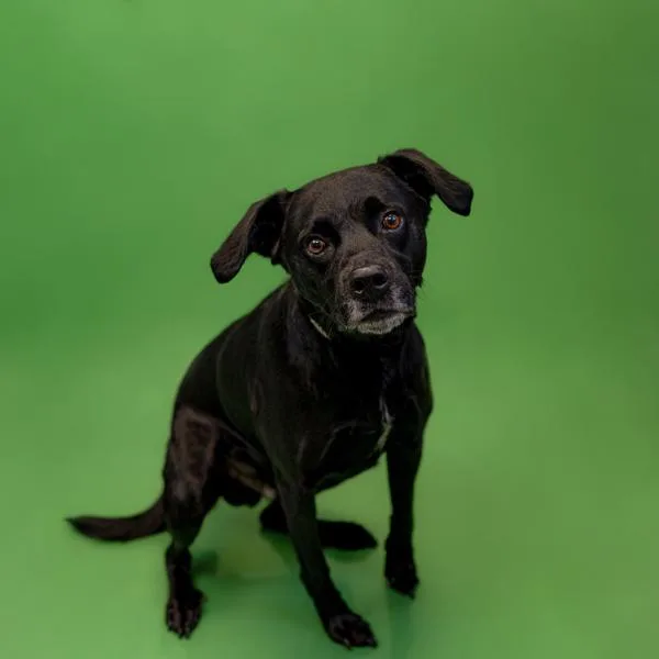 Pen  Marty thumbnail 2