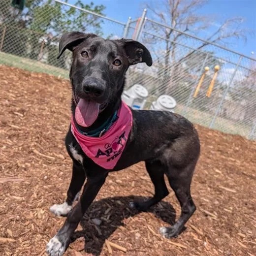 A young large-sized female Labrador Retriever dog named Andi for adoption in Denver, CO
