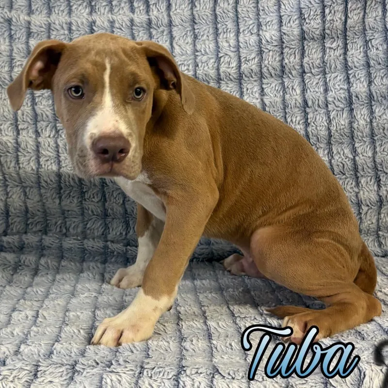 A baby large-sized male Boxer dog named Tuba for adoption in Hillsboro, OH