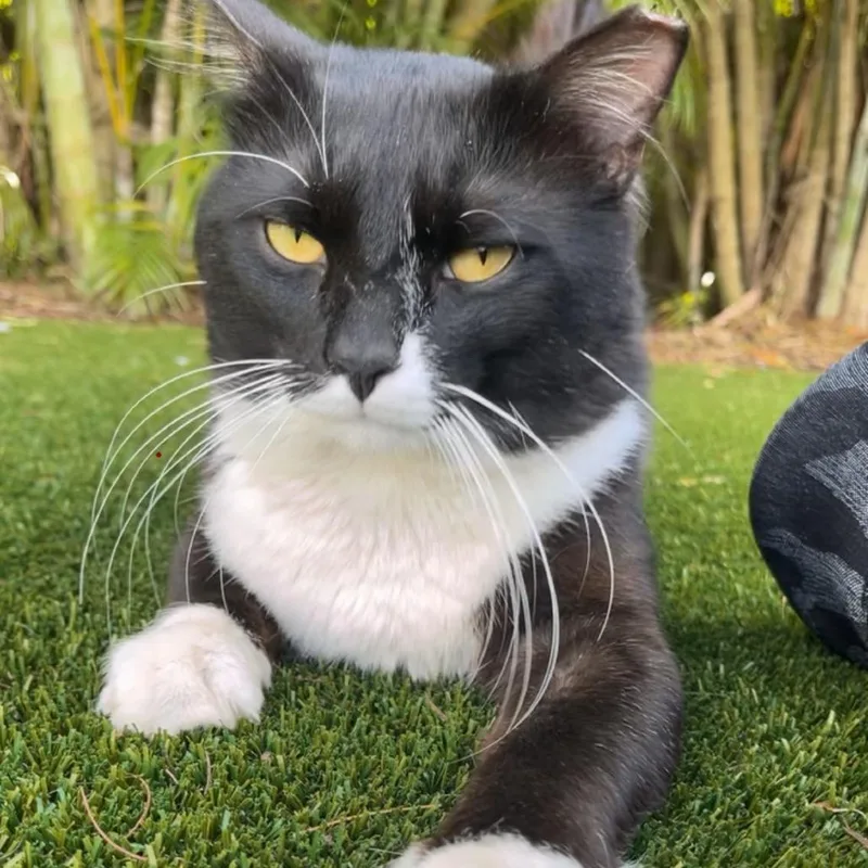 An adult small-sized male Black American Shorthair cat named Mittens for adoption in LOXAHATCHEE, FL