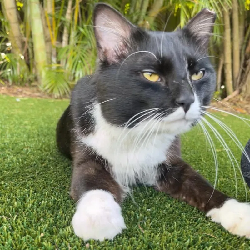 Mittens thumbnail 3