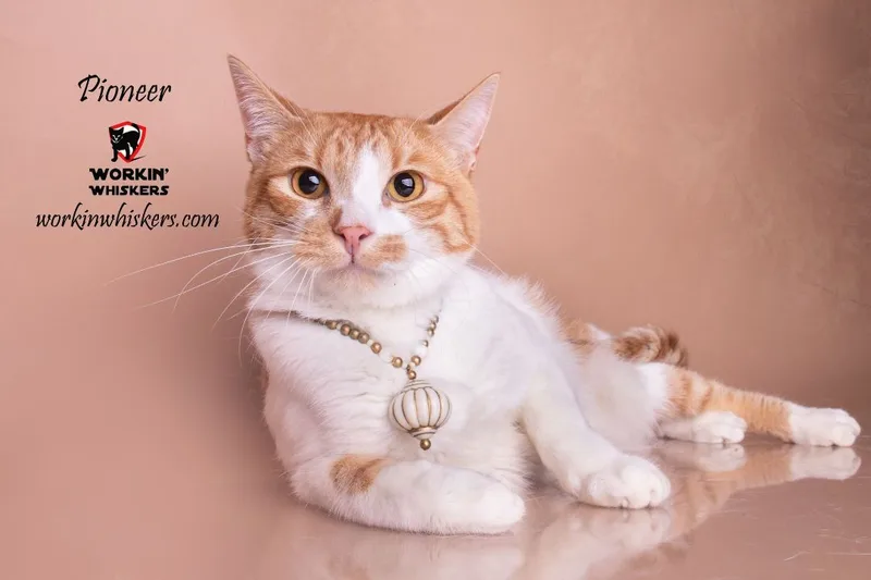 A young medium-sized male Orange & White Tabby cat named Pioneer for adoption in HEMET, CA