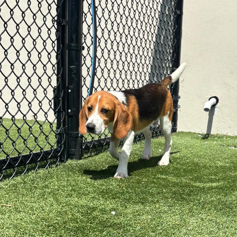 A baby small-sized male Yellow / Tan / Blond / Fawn Beagle dog named ?ZH aka Marlin for adoption in LOXAHATCHEE, FL