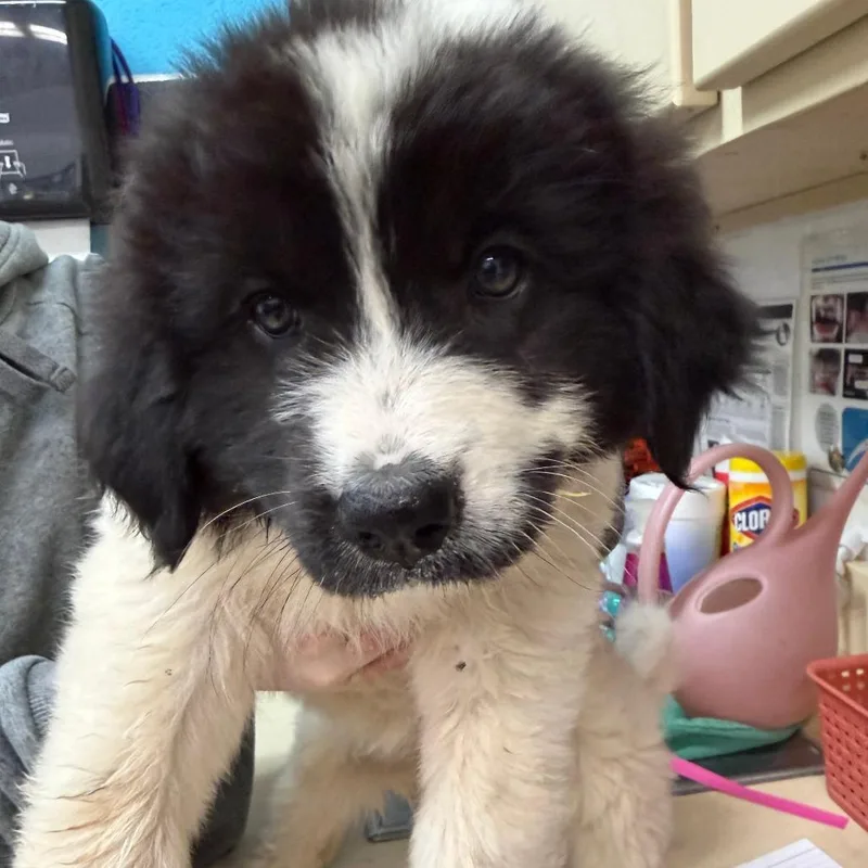 A baby large-sized female Black Great Pyrenees dog named Zelda for adoption in Ardmore, OK