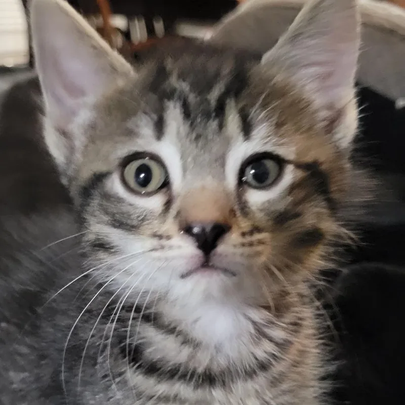 A baby small-sized female Brown / Chocolate Domestic Short Hair cat named Trisha Y for adoption in Marietta, GA
