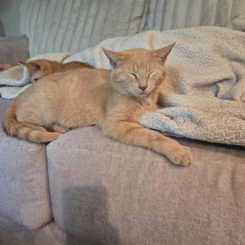 A young medium-sized female Orange / Red Domestic Short Hair cat named Blessed for adoption in Indianapolis, IN