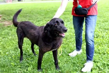 An adult medium-sized female Mixed Breed dog named Adrianna for adoption in West Chester, PA