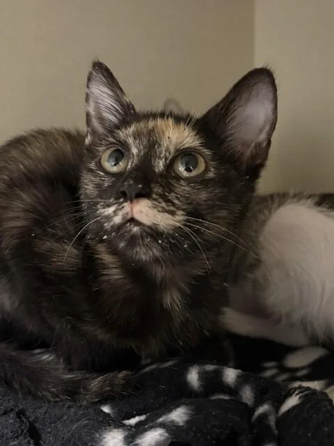 A young medium-sized female Tortoiseshell Domestic Short Hair cat named Oona for adoption in Fort Collins, CO