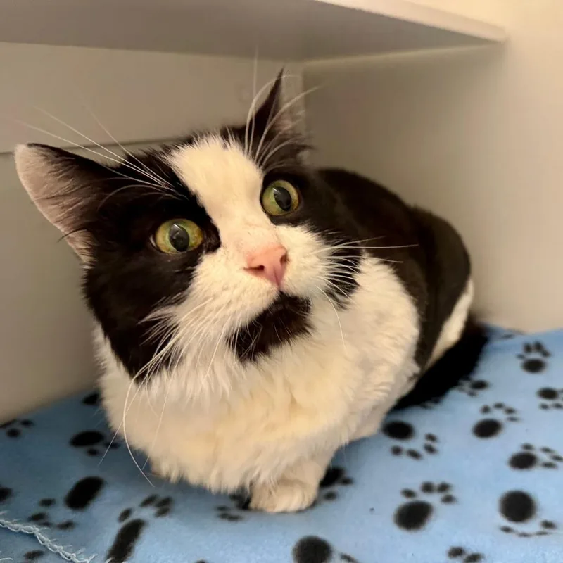An adult small-sized female Domestic Medium Hair cat named Fontaine for adoption in Los Angeles, CA