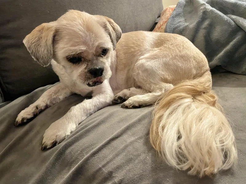 A senior small-sized male Shih Tzu dog named Kobe for adoption in Clarkesville, GA