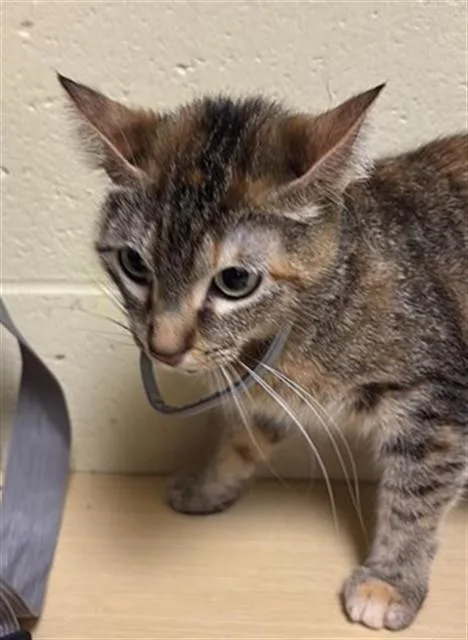 A young small-sized female Domestic Short Hair cat named Niia for adoption in Sacramento, CA