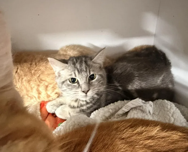 A young medium-sized male Cream / Ivory Domestic Short Hair cat named Bogie for adoption in Evans City, PA