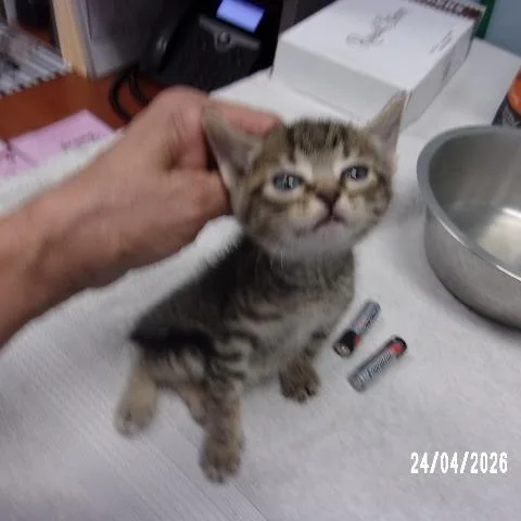 A baby small-sized male Gray / Blue / Silver Domestic Short Hair cat named Kyle for adoption in Milton, FL